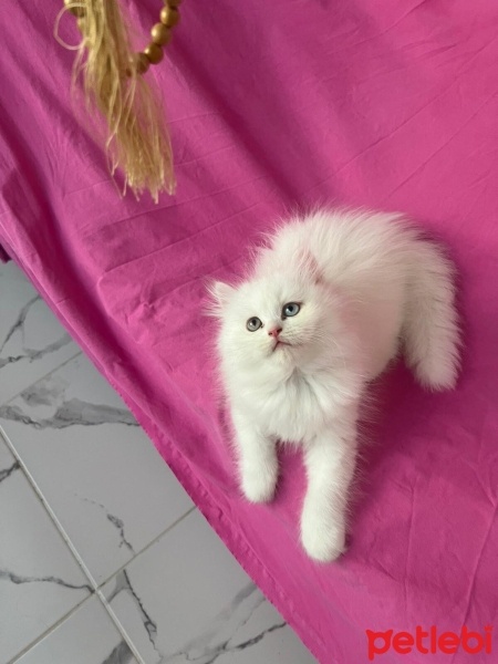 Chinchilla, Kedi  PAMUK fotoğrafı