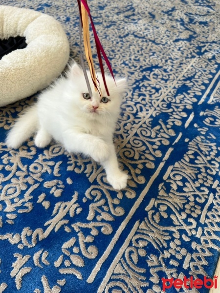 Chinchilla, Kedi  PAMUK fotoğrafı