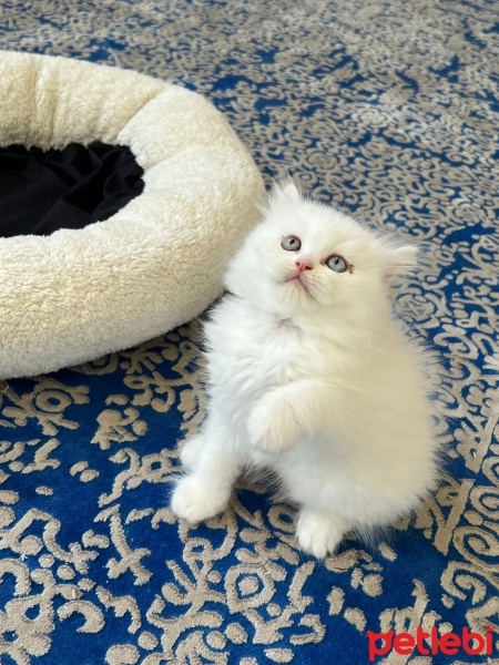 Chinchilla, Kedi  PAMUK fotoğrafı