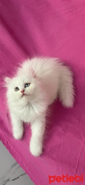 Chinchilla, Kedi  PAMUK fotoğrafı