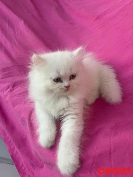 Chinchilla, Kedi  PAMUK fotoğrafı