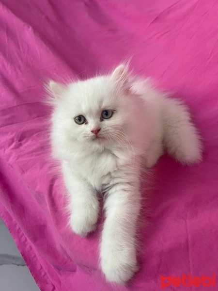 Chinchilla, Kedi  PAMUK fotoğrafı