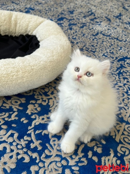 Chinchilla, Kedi  PAMUK fotoğrafı