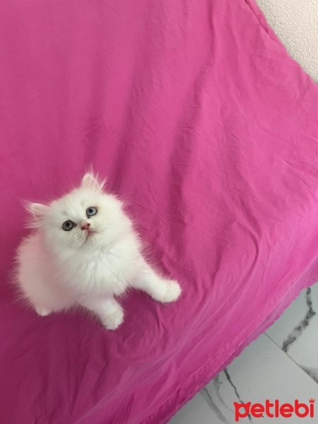Chinchilla, Kedi  PAMUK fotoğrafı