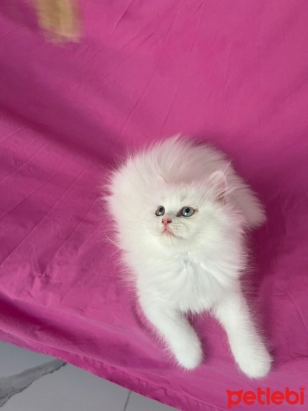 Chinchilla, Kedi  PAMUK fotoğrafı