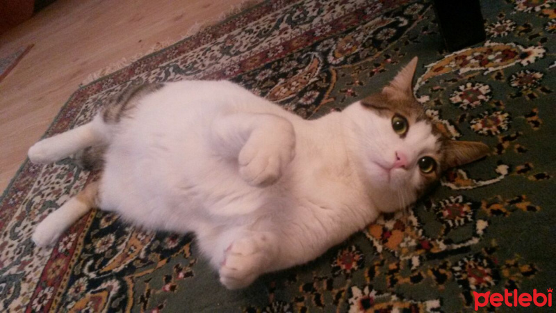 Tekir Kedi, Kedi  zoro fotoğrafı