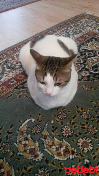 Tekir Kedi, Kedi  zoro fotoğrafı