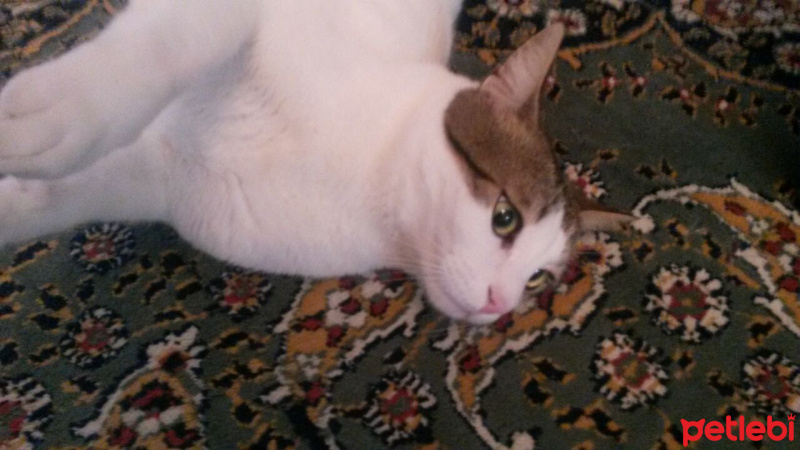 Tekir Kedi, Kedi  zoro fotoğrafı