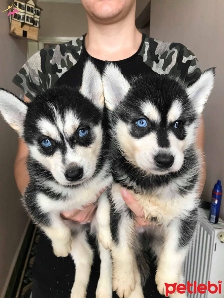 Sibirya Kurdu (Husky), Köpek  Ücretsiz Sahiplendirilicek Yavru Huskyler fotoğrafı