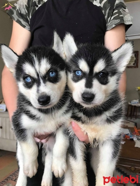Sibirya Kurdu (Husky), Köpek  Ücretsiz Sahiplendirilicek Yavru Huskyler fotoğrafı