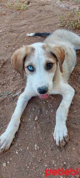 Sibirya Kurdu (Husky), Köpek  Badem fotoğrafı