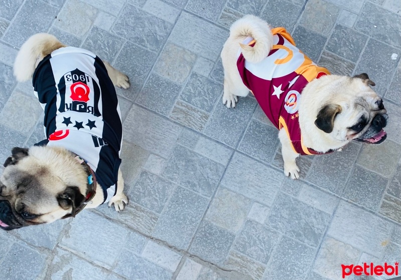 Pug, Köpek  Şila fotoğrafı