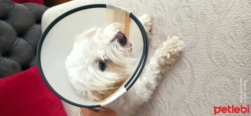 Maltese, Köpek  Zeus fotoğrafı