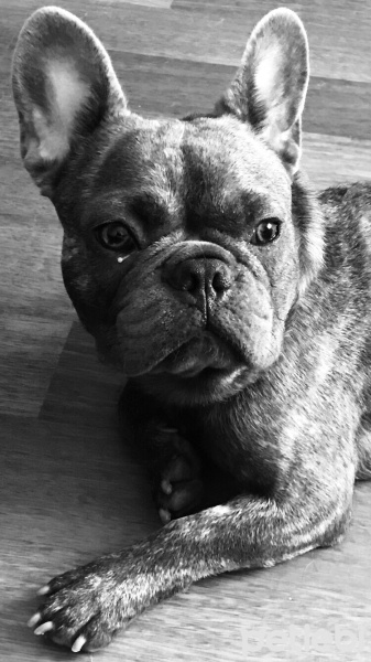 Fransız Bulldog, Köpek  Bobi fotoğrafı