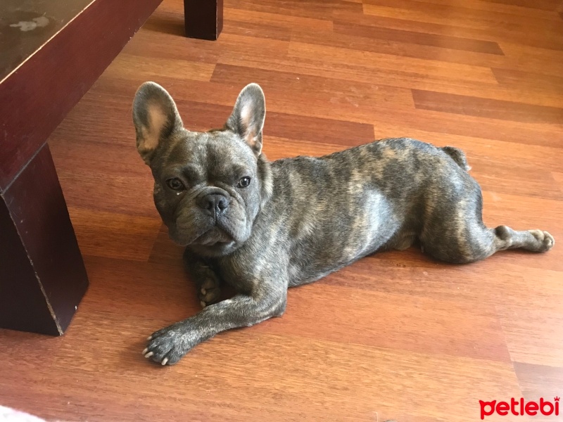 Fransız Bulldog, Köpek  Bobi fotoğrafı