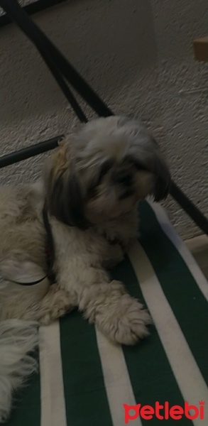 Shih Tzu, Köpek  Mochi fotoğrafı
