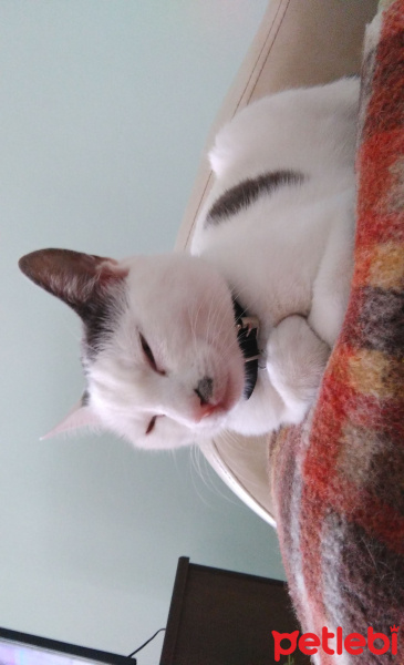 Van Kedisi, Kedi  Çakıl  fotoğrafı