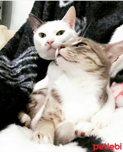 Van Kedisi, Kedi  Çakıl  fotoğrafı