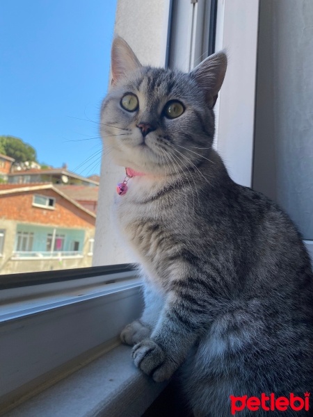 British Shorthair, Kedi  Balım fotoğrafı
