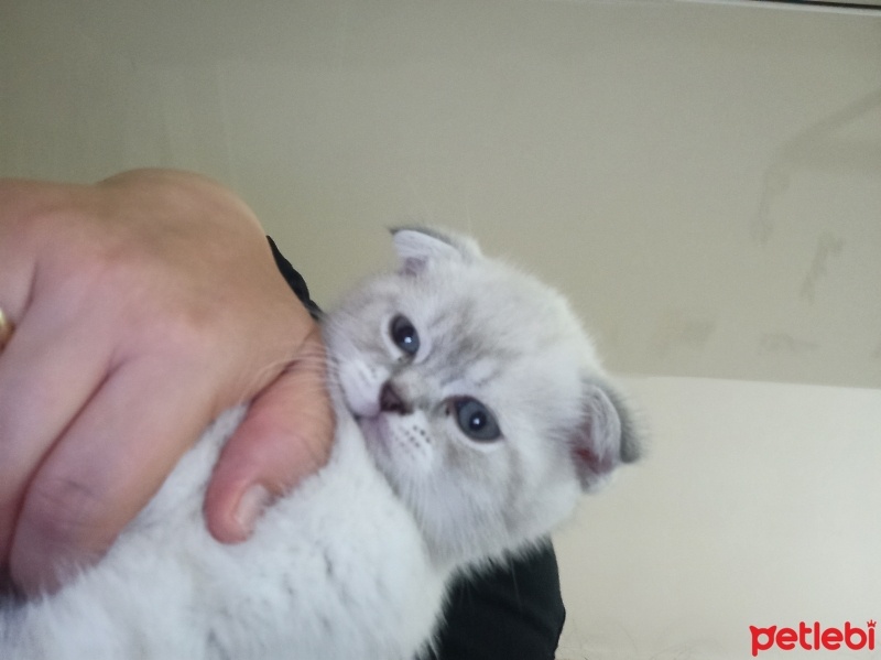 British Shorthair, Kedi  Efes, Chivas, mia fotoğrafı
