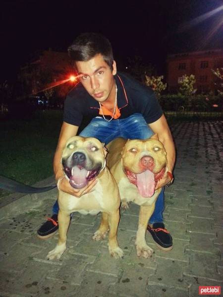 Amerikan Pitbull Terrier, Köpek  Bob Marley ;) fotoğrafı