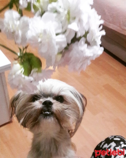 Shih Tzu, Köpek  Ateş fotoğrafı