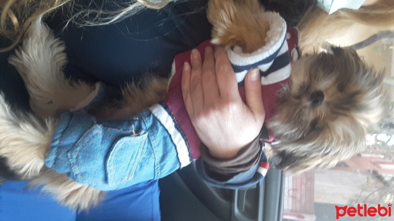 Shih Tzu, Köpek  Ateş fotoğrafı