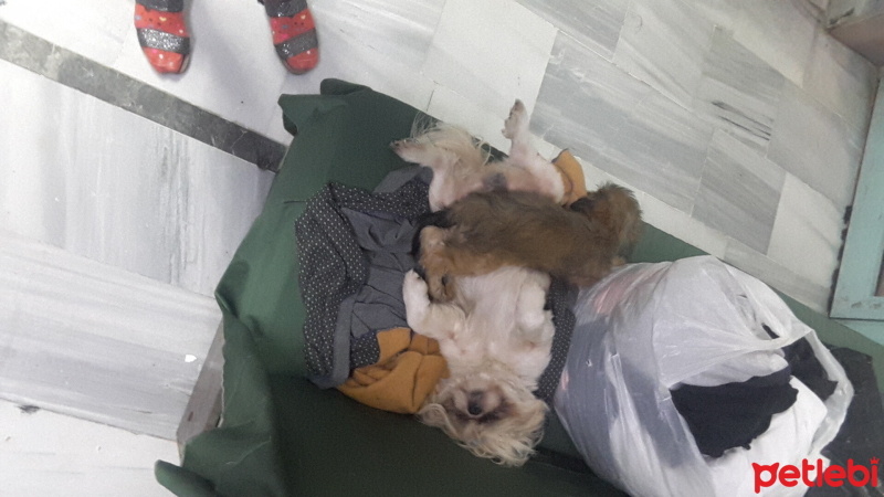 Shih Tzu, Köpek  Ateş fotoğrafı