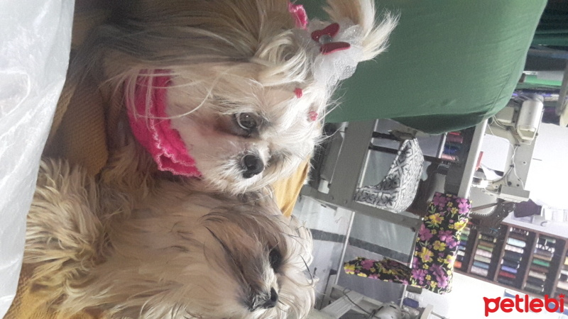 Shih Tzu, Köpek  Ateş fotoğrafı