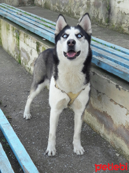 Sibirya Kurdu (Husky), Köpek  Mia fotoğrafı