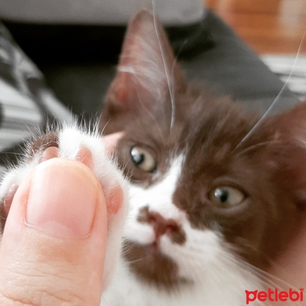 British Shorthair, Kedi  Latte fotoğrafı