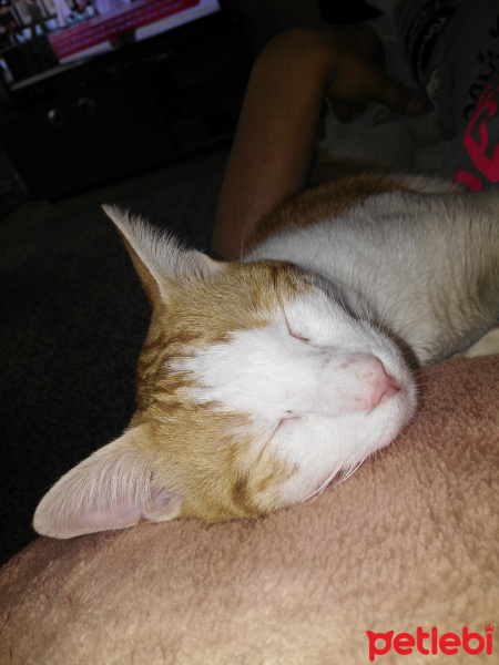 Tekir Kedi, Kedi  Cesur fotoğrafı