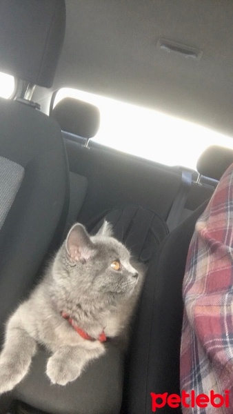 British Shorthair, Kedi  Tekila fotoğrafı