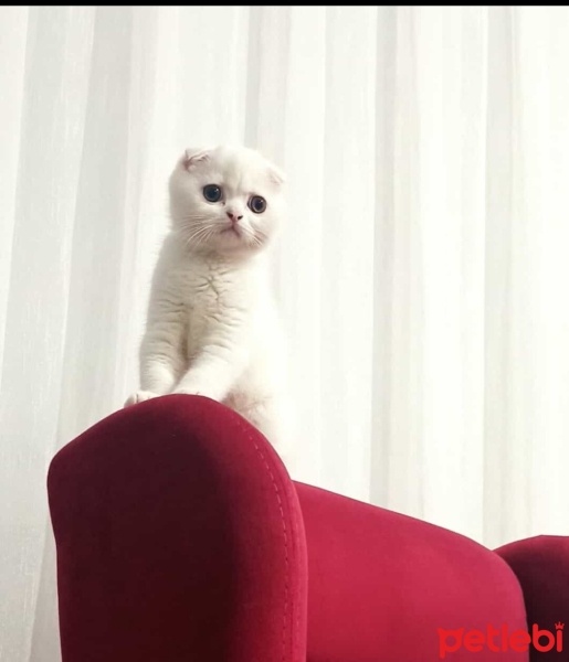 Scottish Fold, Kedi  Bulut fotoğrafı