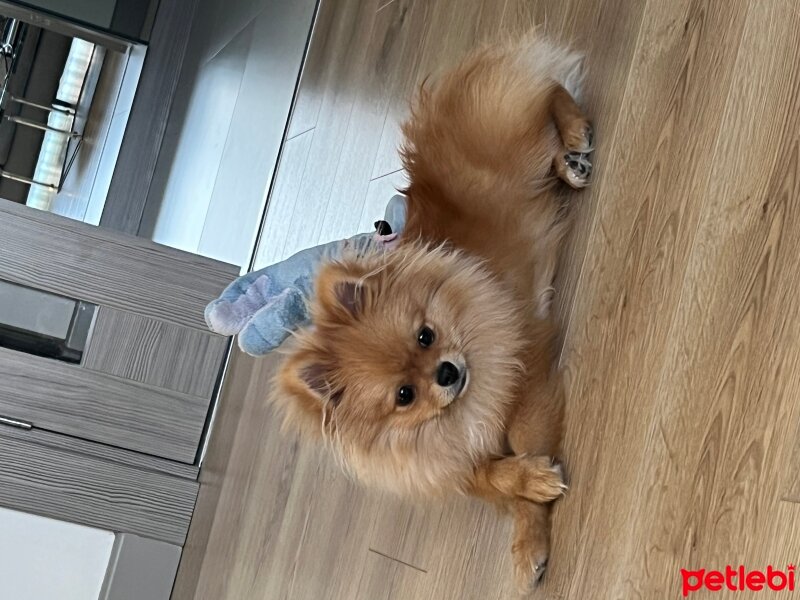 Pomeranyalı, Köpek  Bunny fotoğrafı