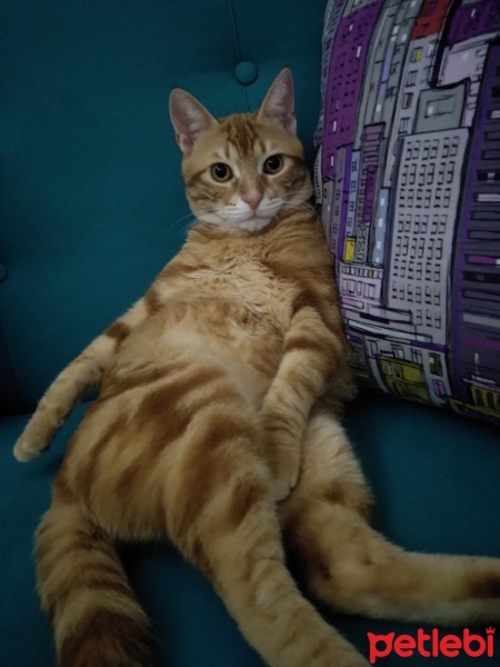 Sarman, Kedi  Tarçın fotoğrafı