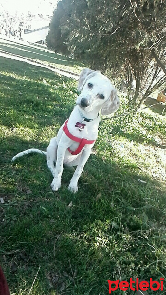 İngiliz Setter, Köpek  MİA fotoğrafı