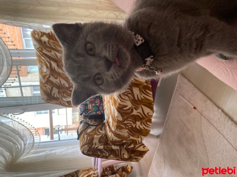 British Shorthair, Kedi  Minnoş fotoğrafı