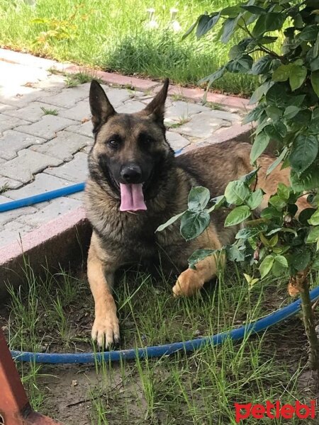 Belçika Malinois, Köpek  PAŞA VE ZEYNA fotoğrafı