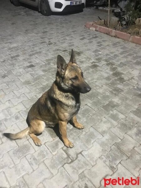 Belçika Malinois, Köpek  PAŞA VE ZEYNA fotoğrafı