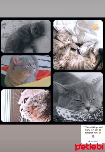 British Shorthair, Kedi  Duman fotoğrafı
