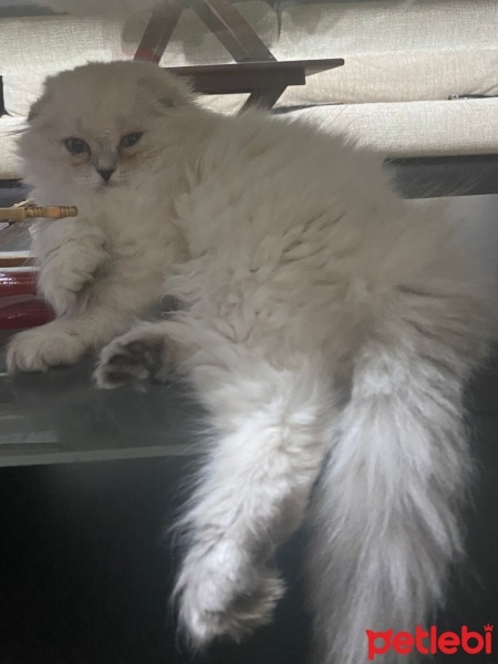 Scottish Fold, Kedi  Prenses ve Yodo fotoğrafı
