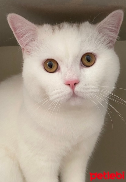 British Shorthair, Kedi  Çakıl fotoğrafı