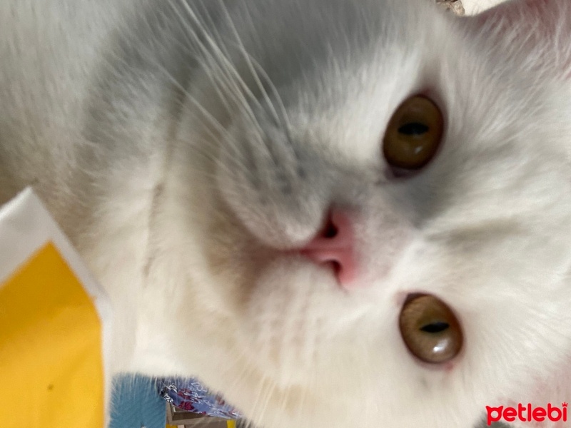 British Shorthair, Kedi  Çakıl fotoğrafı