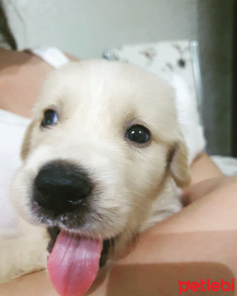 Golden Retriever, Köpek  Cedric fotoğrafı