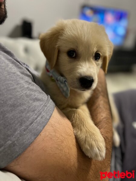 Golden Retriever, Köpek  Cedric fotoğrafı