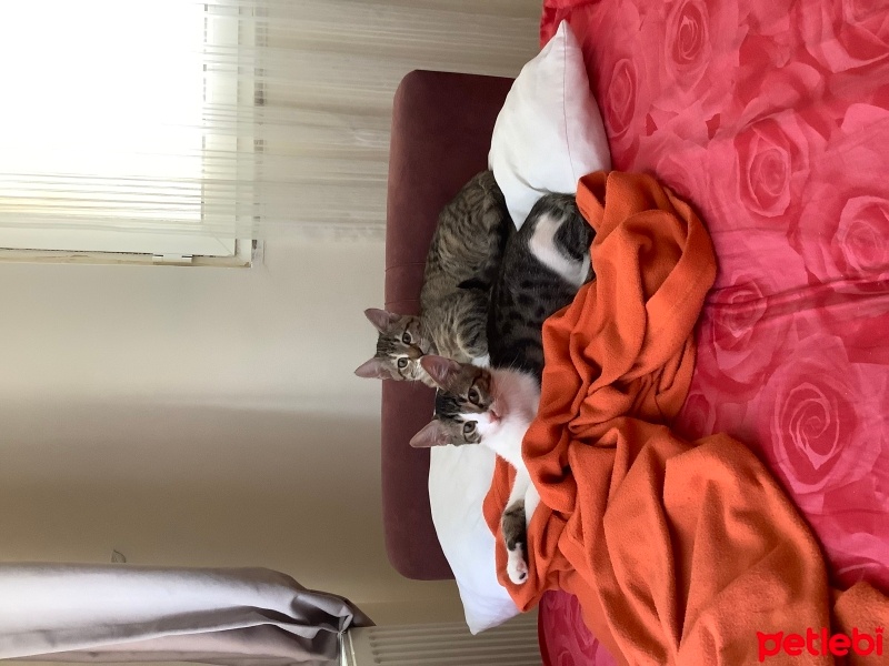 Tekir Kedi, Kedi  apo fotoğrafı