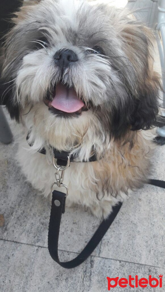Shih Tzu, Köpek  Mischa fotoğrafı