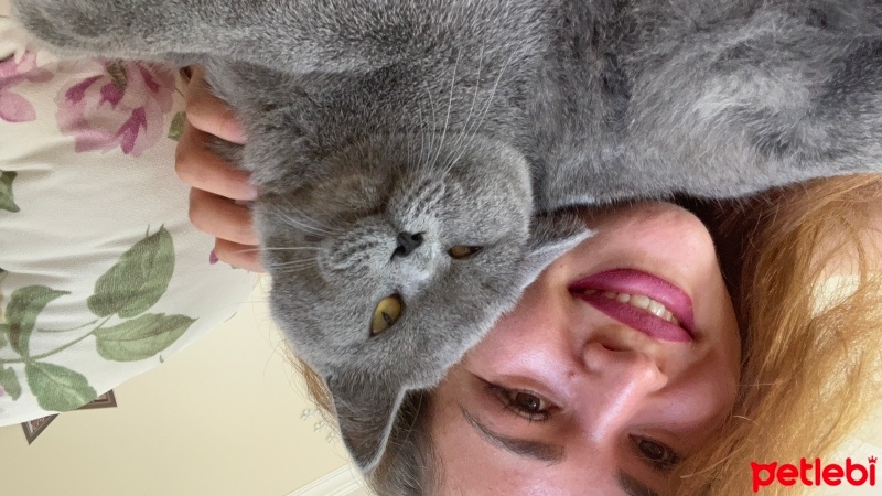 British Shorthair, Kedi  Miyavsu fotoğrafı