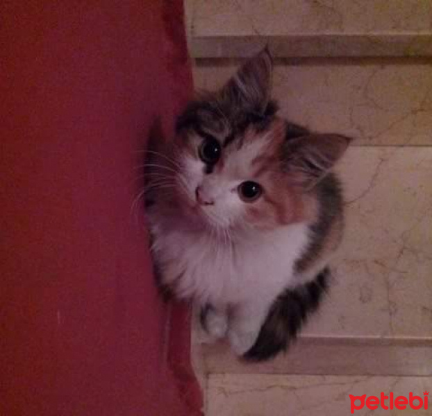 Tekir Kedi, Kedi  Hüsnü fotoğrafı